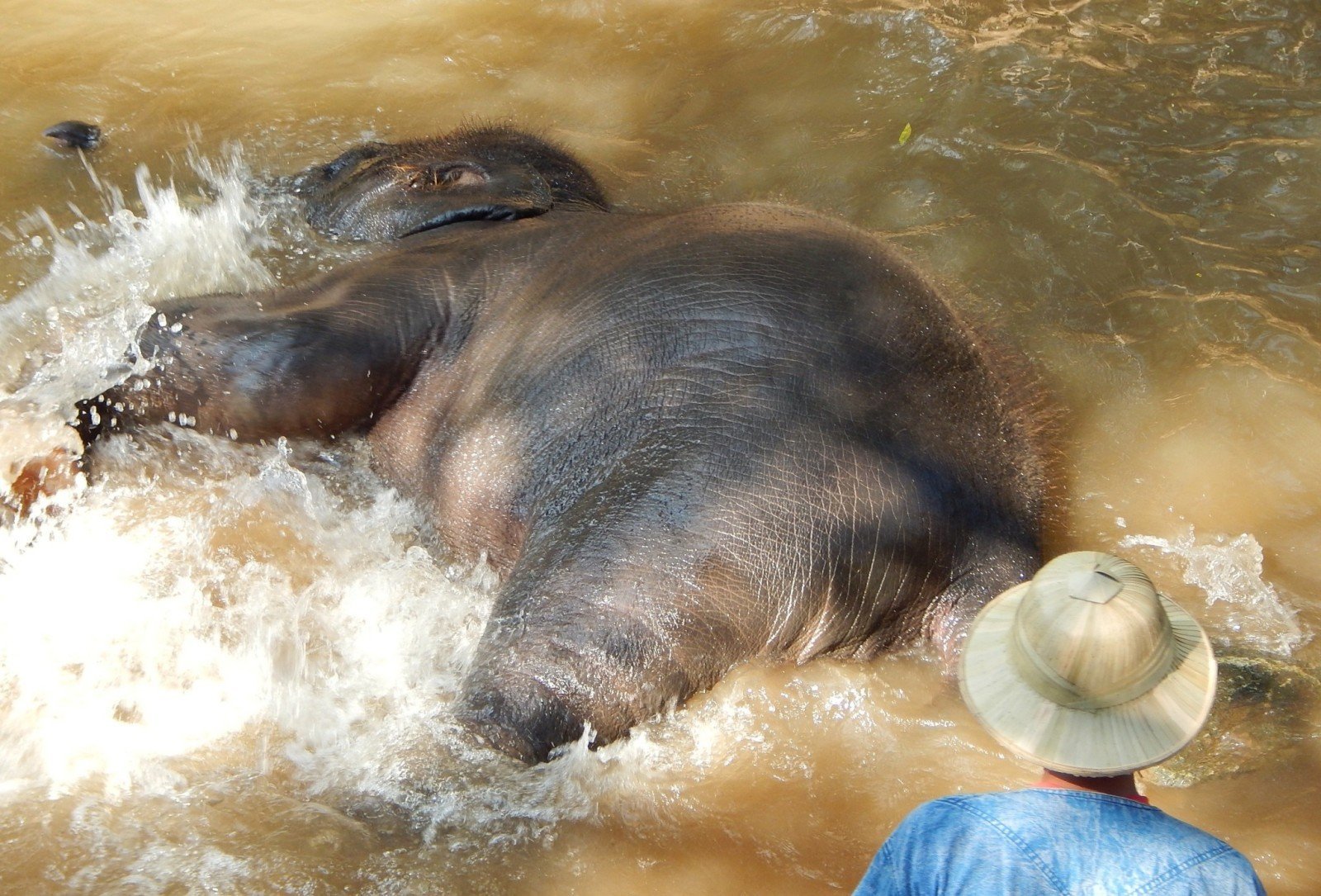 Maesa elephant camp Chiang Mai
