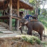 Maesa elephant camp Chiang Mai