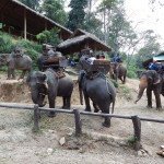 MaesaMaesa elephant camp Chiang Mai