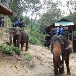 Maesa elephant camp Chiang Mai