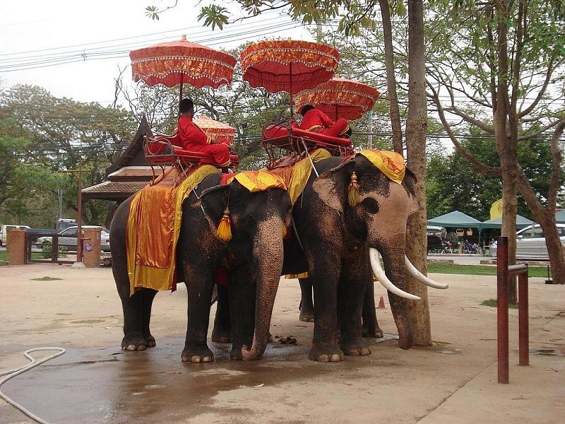 Thailand Elephants