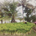 Rice farming in Thailand
