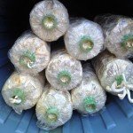 Mushroom farming in Thailand