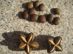 Plukenetia Inca or Sacha Peanuts by SiamSpain Herbal Health