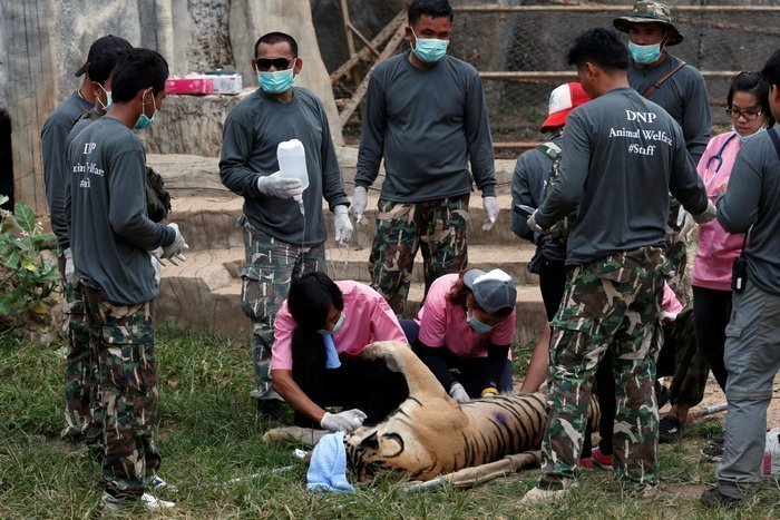 Tigers removed from Kanchanaburi’s Tiger Temple