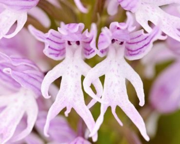 Thailand Info The Rise and Fall of Orchids