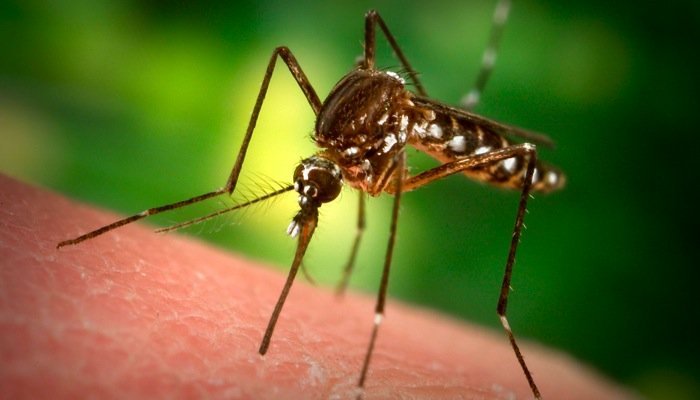 Thailand Dengue symptoms