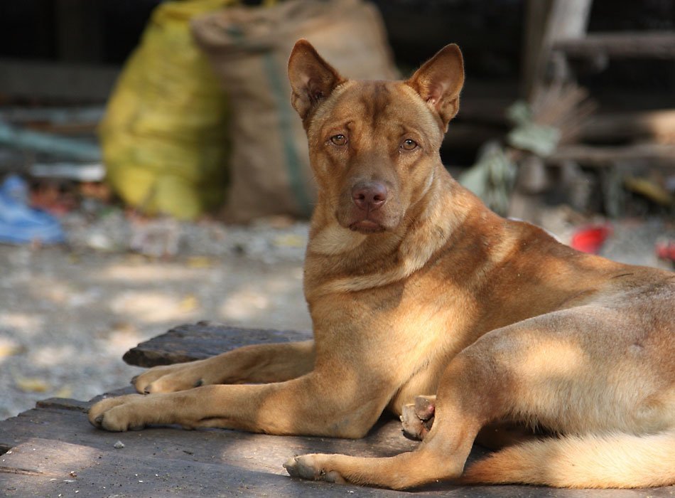 Bangkok Thailand Soi Dog