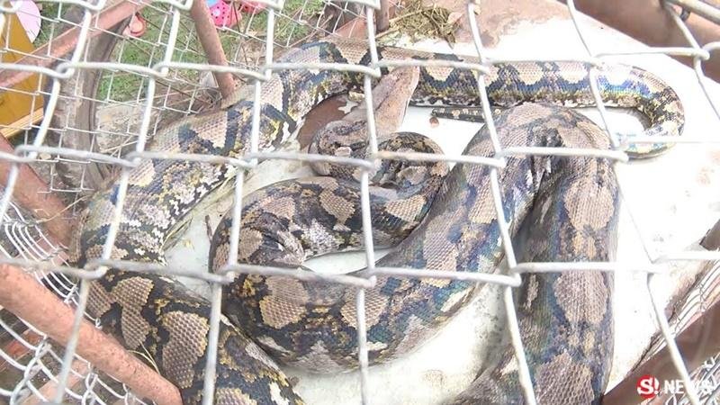 Thai Culture Snakes
