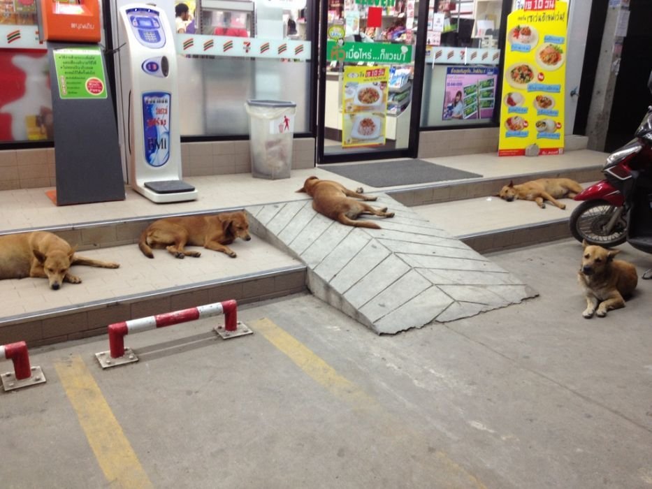 storedog