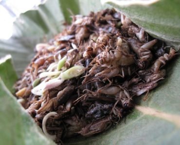 Thai Food Crickets