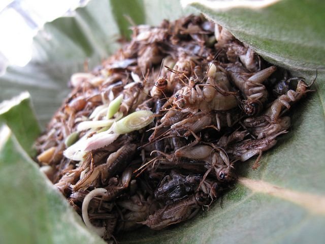 Thai Food Crickets