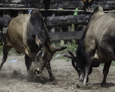 Thai Culture Bullfighting