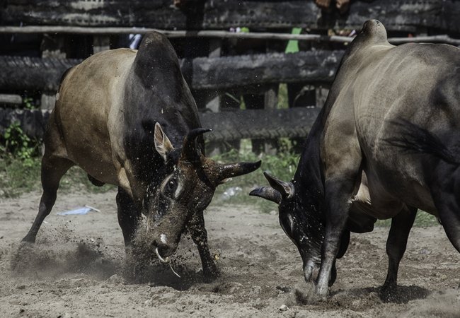 Thai Culture Bullfighting