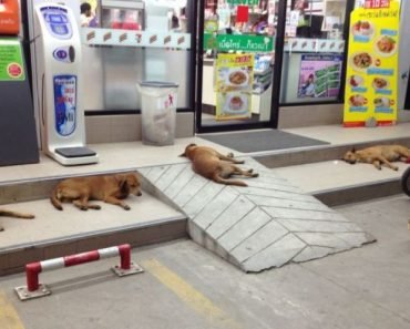 Street Dogs in Thailand