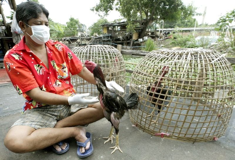 Cockfighting Thailand
