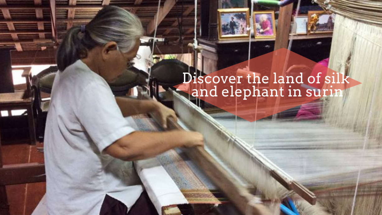 Elephants in Surin